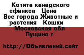 Котята канадского сфинкса › Цена ­ 15 - Все города Животные и растения » Кошки   . Московская обл.,Пущино г.